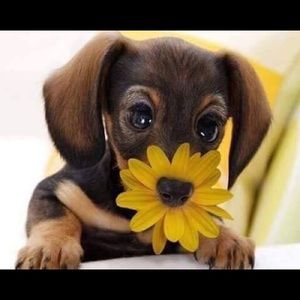 Meet your Posher, Jean