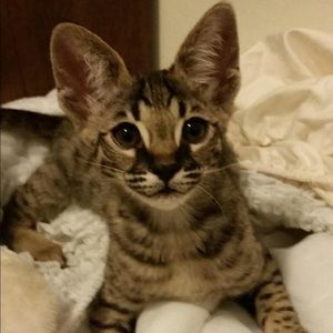 Meet your Posher, Stevil