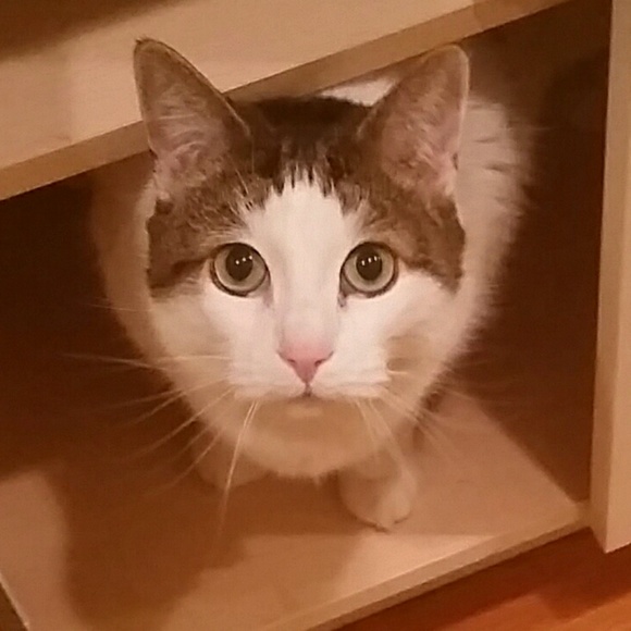 Meet your Posher, Ellie - Picture 2 of 4