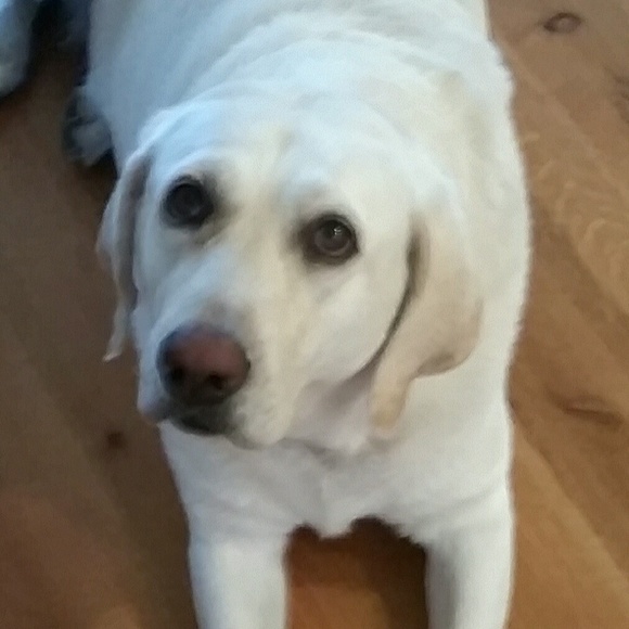 Meet your Posher, Ellie - Picture 3 of 4