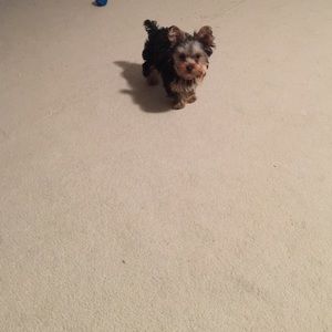 Meet your Posher, Nick