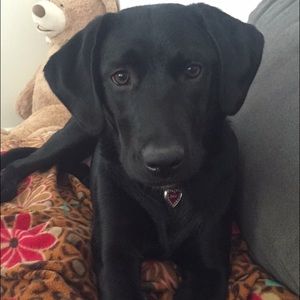 Meet your Posher, Casey