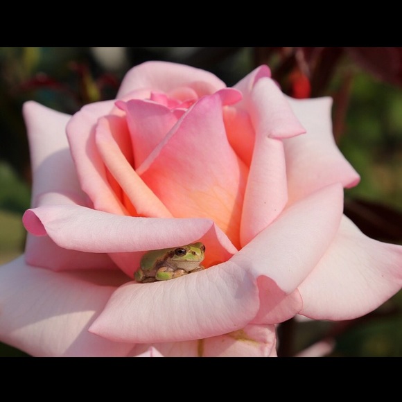 Meet your Posher, Kristi - Picture 1 of 1