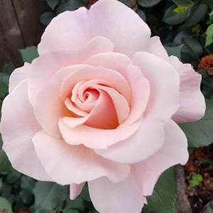 Meet your Posher, Vickie