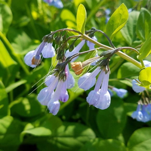 Meet your Posher, Abbey - Picture 1 of 1