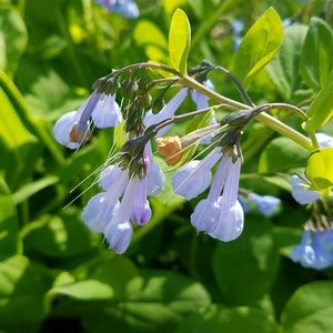 Meet your Posher, Abbey