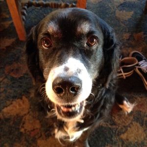 Meet your Posher, Ella