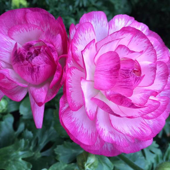 Meet your Posher, Erika - Picture 1 of 1