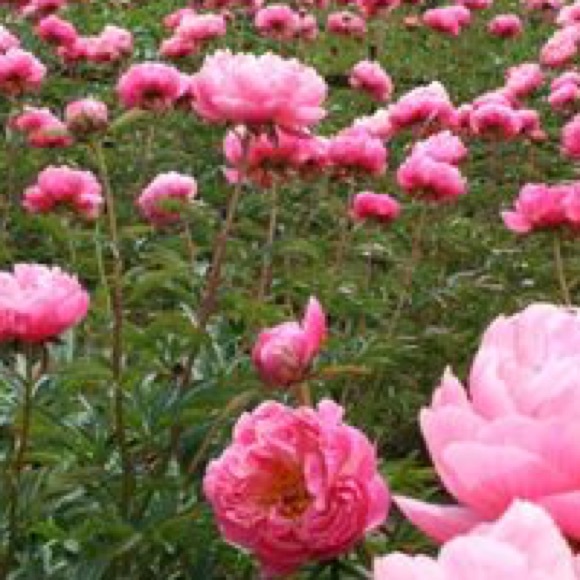 Meet your Posher, Deanna