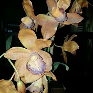 Meet your Posher, Judith