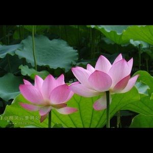 Meet your Posher, Huiping