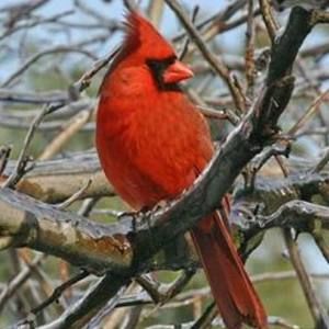 Meet your Posher, Cheri