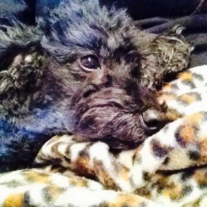 Meet your Posher, Elizabeth