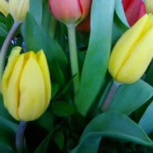 Meet your Posher, Gretchen