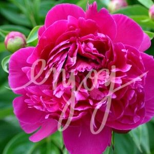 ❤swimsuit for ️jayybuena_d