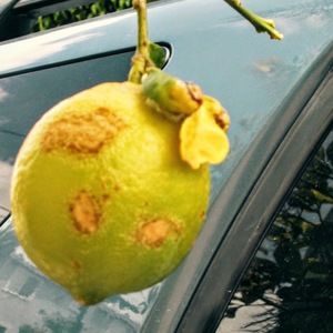 Meet your Posher, Irene