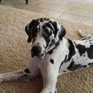 Meet your Posher, Suzanne