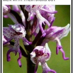 Meet your Posher, Shelley