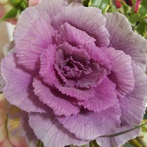 Meet your Posher, Sandy