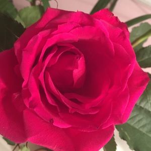 Meet your Posher, Lillie