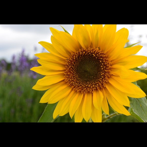 Meet your Posher, Julia