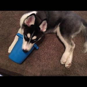 Meet your Posher, Carmen