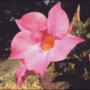 Meet your Posher, Clara