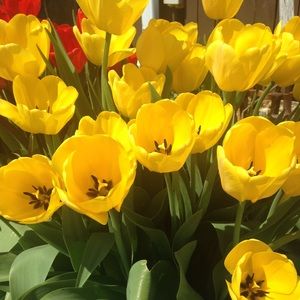 Meet your Posher, Arika