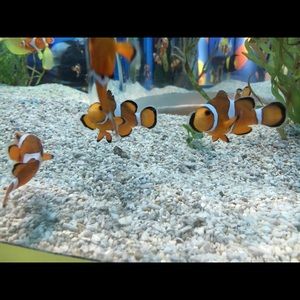 Meet your Posher, Gigi