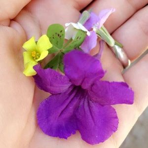 Meet your Posher, Jasmine