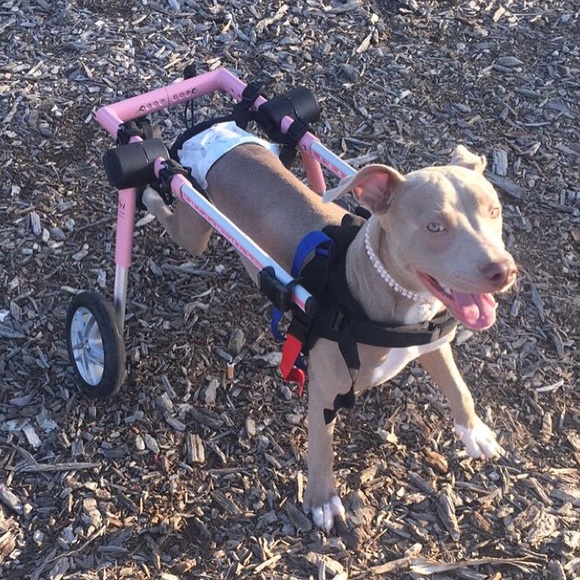 PLEASE READ 🌸Meet your posher • Cierra🌸 - Picture 3 of 4