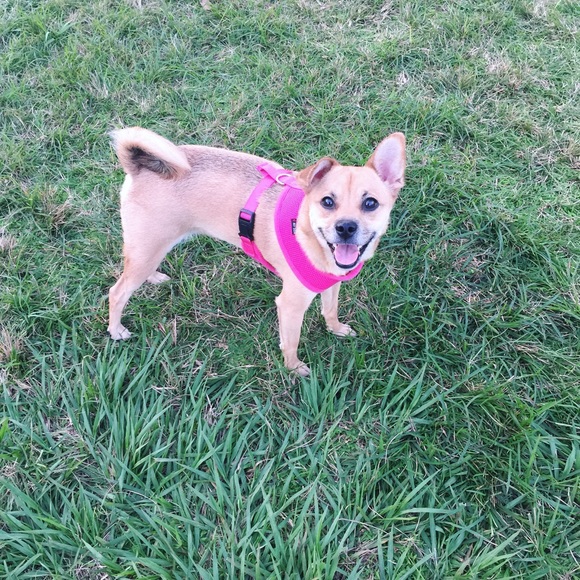 Meet the Posher - Picture 2 of 3