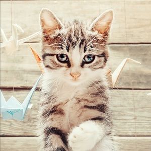 Meet your Posher, Vilma