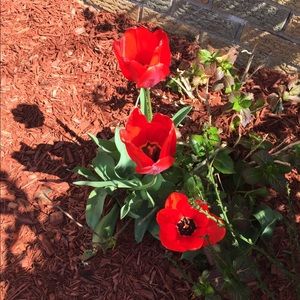 Meet your Posher, Nina