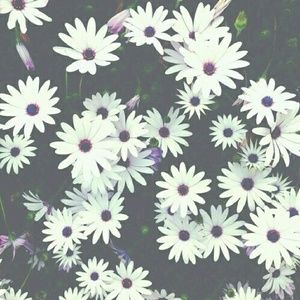 Meet your Posher, Aleshea