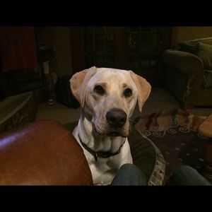 Meet your Posher, Peggy