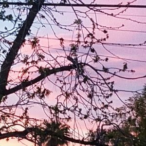 Meet your Posher, Zoe