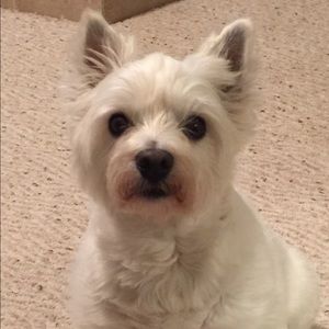 Meet your Posher, Abby