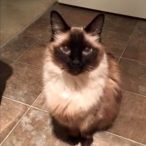 Meet your Posher, Jennycar