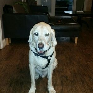 Meet your Posher, Devon