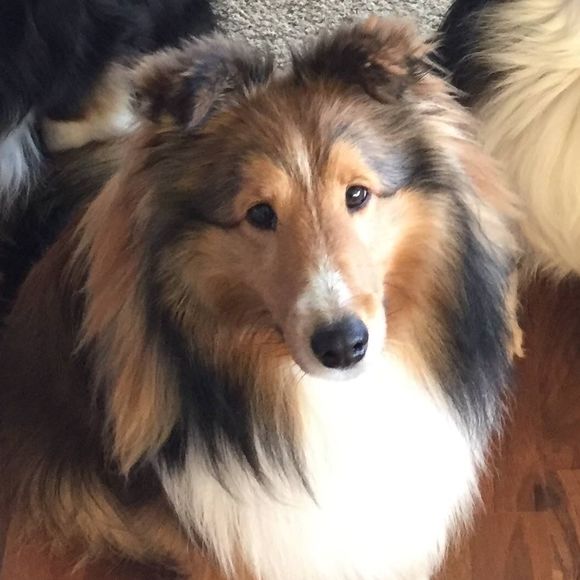 Meet your Posher, Brenda - Picture 1 of 1