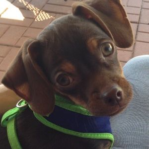 Meet your Posher, Shawnda