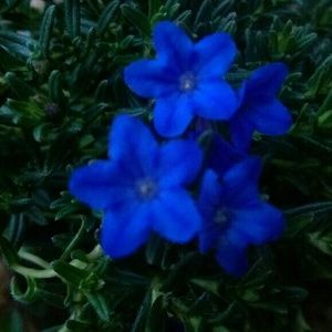 Meet your Posher, Shelley