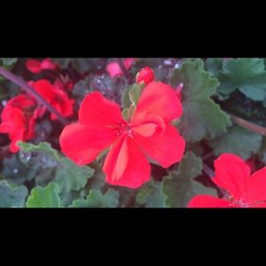 Meet your Posher, Briana