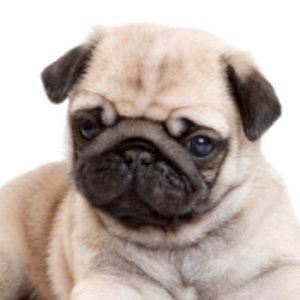 Meet your Posher, Chloe