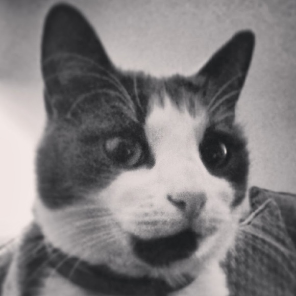 Meet your Posher, Lucy - Picture 1 of 1