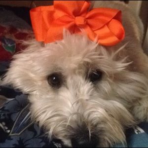 Meet your Posher, Brooklyn