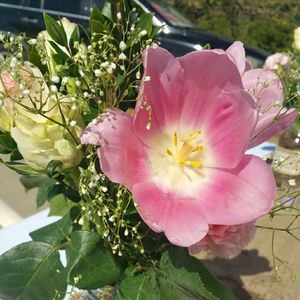 Meet your Posher, Josseline