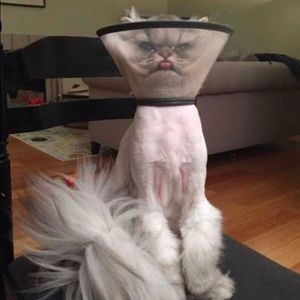 Meet your Posher, Gavin