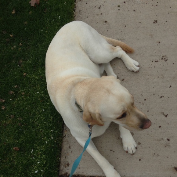 Meet your Posher, Tess - Picture 1 of 1